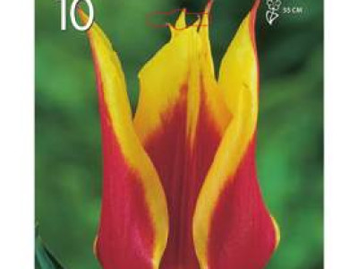   лале Lilyflowering Aladdin 1 оп (10 луковици)